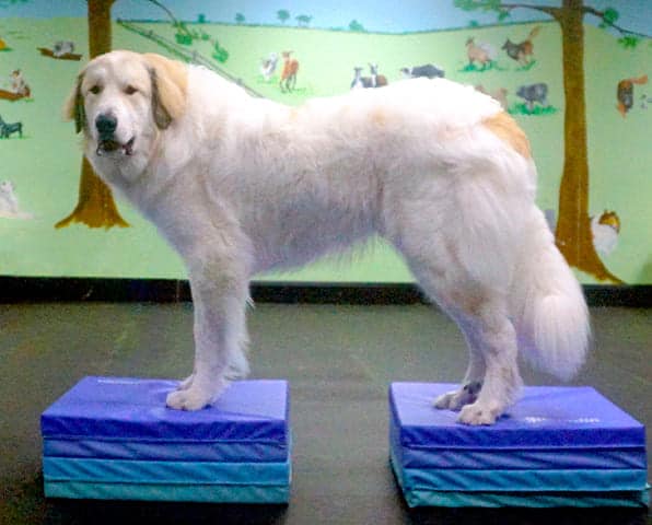 a dog taking a fit dog class