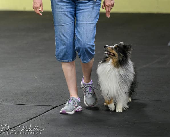 a dog in an obedience class