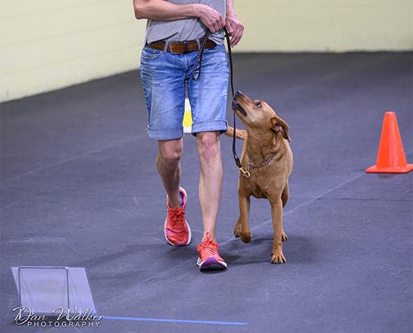 a dog in a rally class