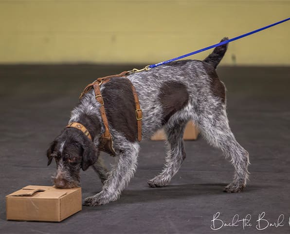a dog in a scent work class
