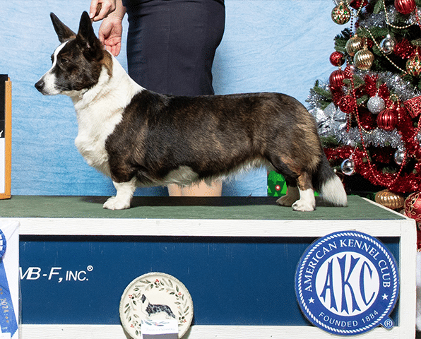 a dog winning a conformation award