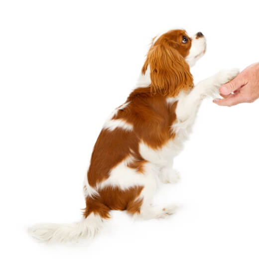 puppy shaking paw