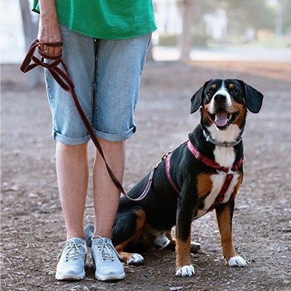 canine good citizen testing