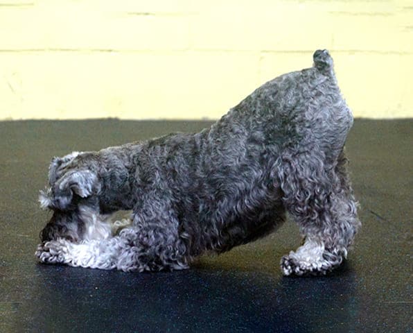 a dog doing a trick
